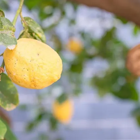 Le Antiche Mura -casa Con Giardino * 米拉佐