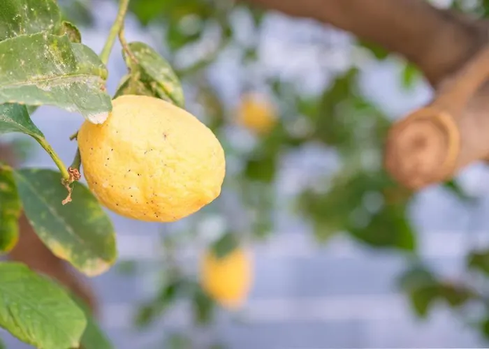 Le Antiche Mura -casa Con Giardino * Милаццо